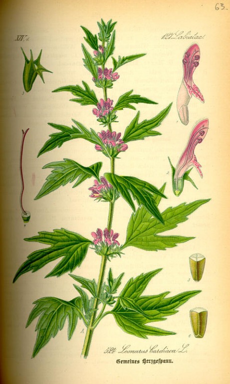 Herzgespann Kraut bio